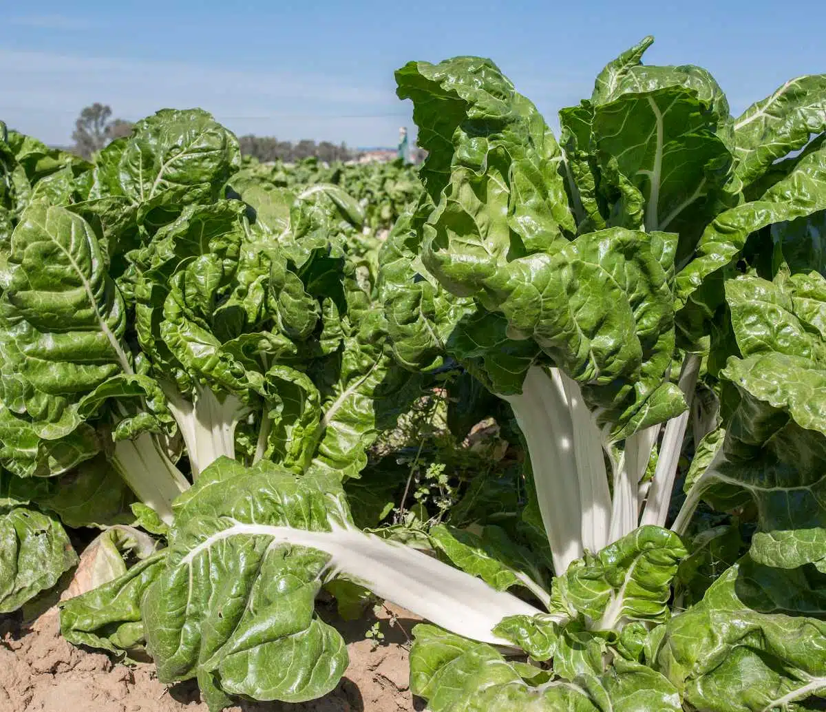 légumes de saison en mai